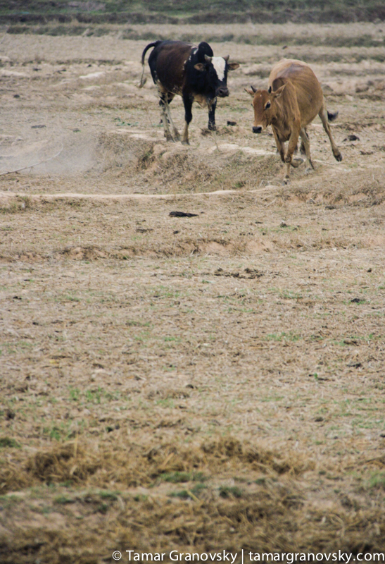 Tad Lo - cows running amuck