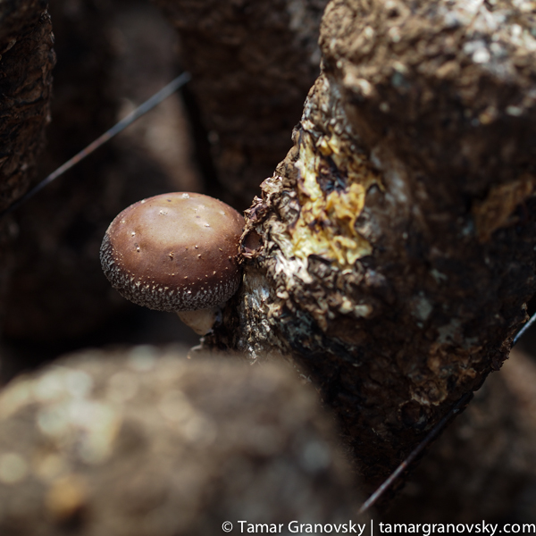 Mushroom Farm - Tuan Jie Zhen (Mushroom Growing on "Log")