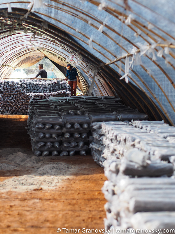 Mushroom Farm - Tuan Jie Zhen (Ash on Ground)