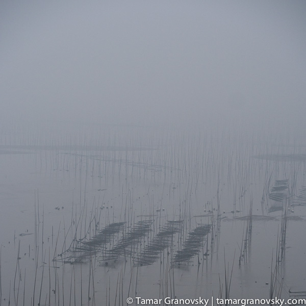 Bamboo Poles. Near Sanshazhen, Fujian
