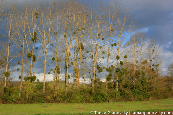 Countryside in Normandy, France