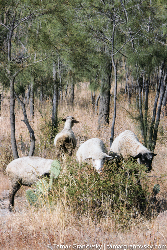Outside of La Purificacion, Mexico