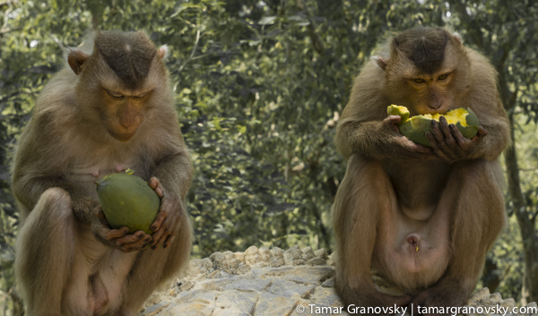Kampong Cham, Phnom Pros (Monkey See, Monkey Do)