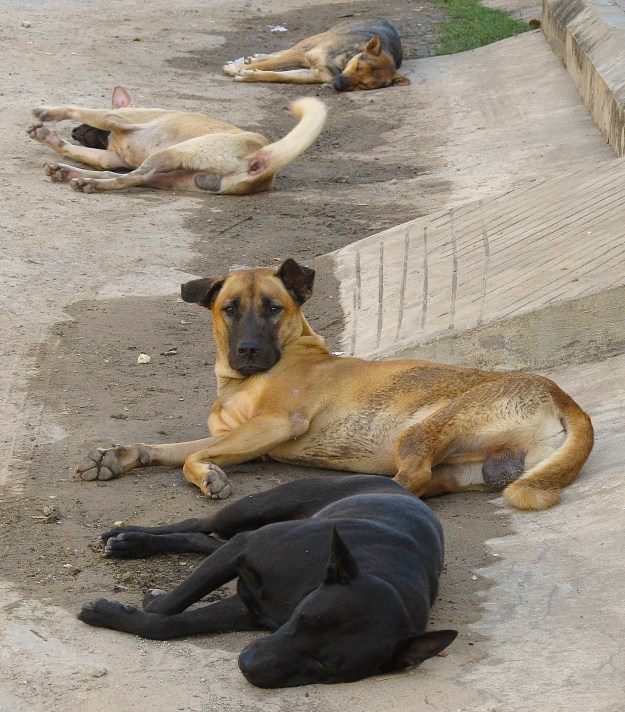 Kampot Dogs at Rest: A Rare Site (Photograph courtesy of Stefan Baldesberger)