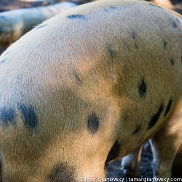 The one who LIkes to Bite