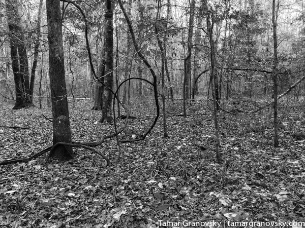 Edward Ball Wakulla Springs State Park, FL