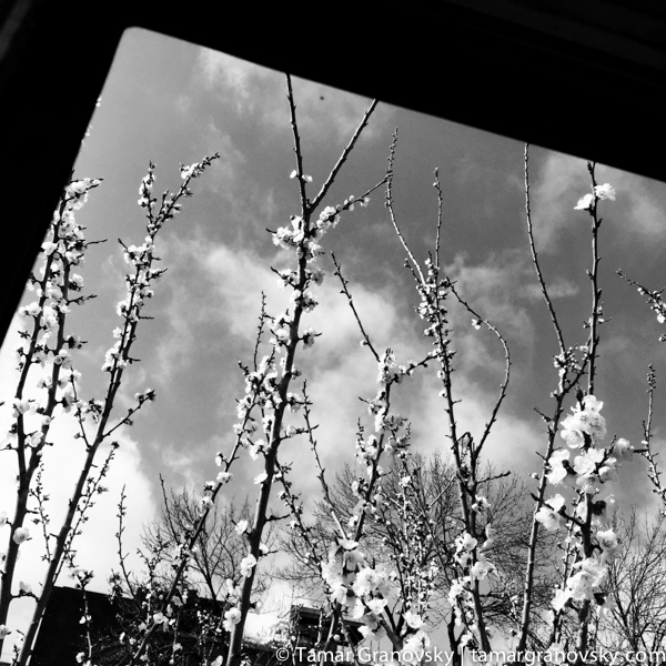 Apricot Tree Outside my Bedroom Window
