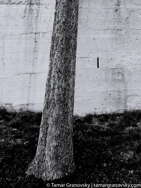 Park Tree, Williamsburg, Brooklyn